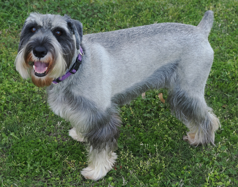 Did someone say walkies? This Schnauzer is all smiles and ready to turn your ordinary stroll into an epic parade of fun. Who could resist that bearded charm?