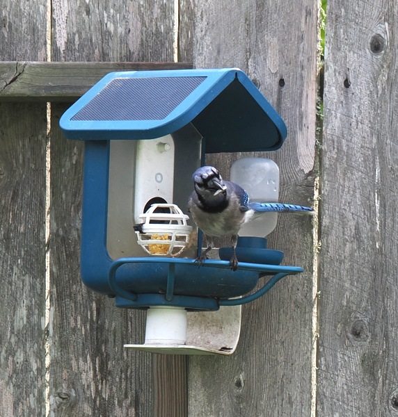 Caught in the act! This blue jay isn’t just stealing snacks—it’s judging your seed selection. Upgrade your feeder and impress the neighborhood’s fiercest food critic. Caught in the act! This blue jay isn’t just stealing snacks—it’s judging your seed selection. Upgrade your feeder and impress the neighborhood’s fiercest food critic.