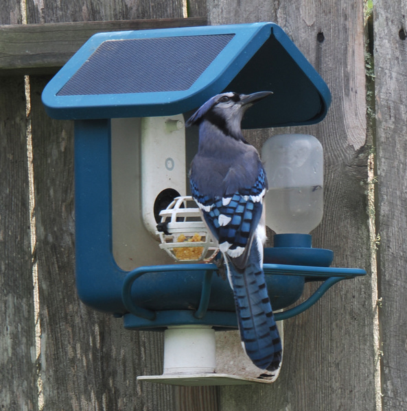 Guess who just RSVP’d to brunch? This blue jay knows where the best backyard buffet is—gourmet seeds with a side of sunshine! Guess who just RSVP’d to brunch? This blue jay knows where the best backyard buffet is—gourmet seeds with a side of sunshine!