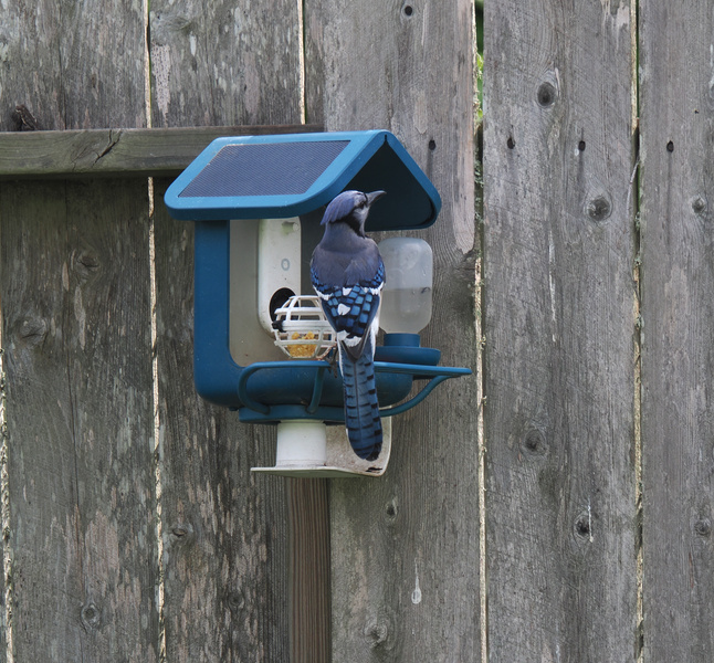 Stop scrolling—there’s a blue jay enjoying fine dining and exclusive patio seating! Treat your backyard guests to a taste of luxury and watch your feathered friends flock in style. Stop scrolling—there’s a blue jay enjoying fine dining and exclusive patio seating! Treat your backyard guests to a taste of luxury and watch your feathered friends flock in style.