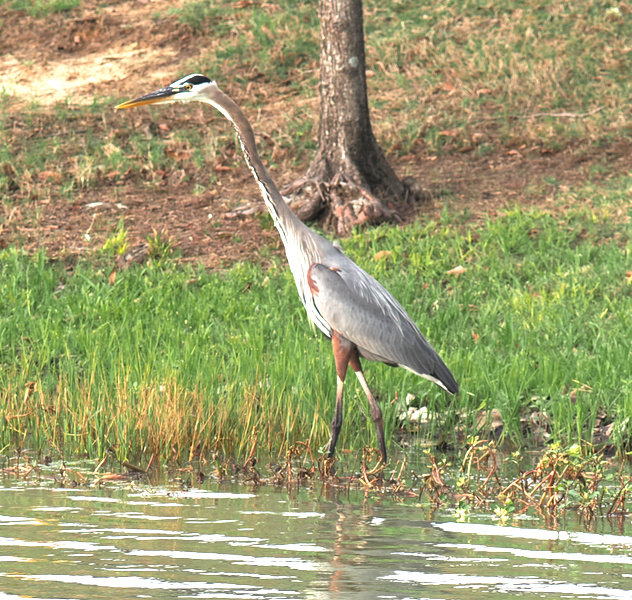 When you need patience and poise, channel your inner Great Blue Heron—master of stillness, ruler of the shoreline, and always impeccably dressed for the occasion. When you need patience and poise, channel your inner Great Blue Heron—master of stillness, ruler of the shoreline, and always impeccably dressed for the occasion.