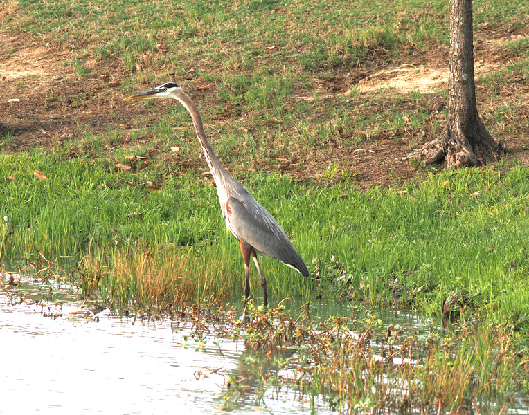 Who taught the great blue heron to strike a pose like that? Nature’s runway model is serving some serious lakeside elegance. Who taught the great blue heron to strike a pose like that? Nature’s runway model is serving some serious lakeside elegance.