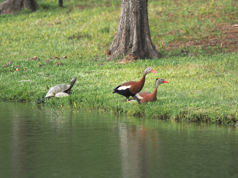 Why did the turtle and the ducks stop by the water? To discuss who has the best swim style—slow and steady or winging it! What’s your pick: turtle pace or duck dash?