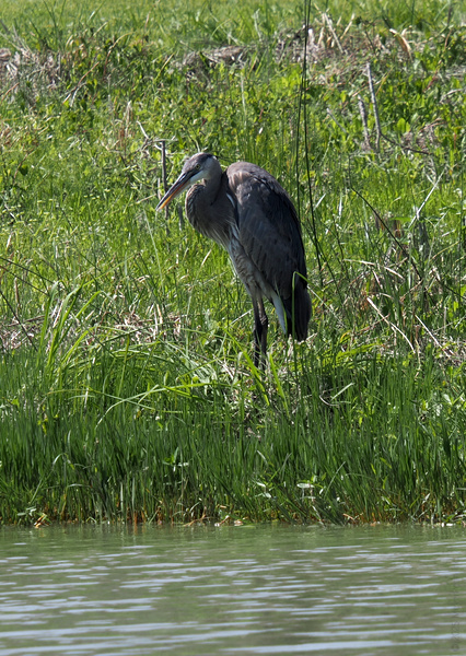 Pondside paparazzi alert! This Great Blue Heron is working the runway—nature’s own supermodel knows patience is the secret to both style and a tasty lunch. Pondside paparazzi alert! This Great Blue Heron is working the runway—nature’s own supermodel knows patience is the secret to both style and a tasty lunch.