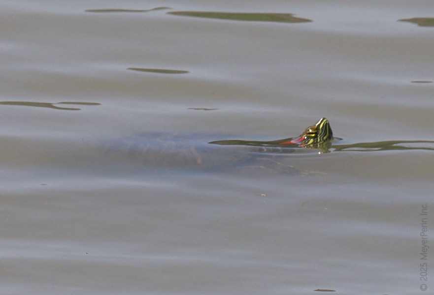 Blink and you’ll miss me—just a turtle proving that sometimes the best way to stand out is to barely stick your neck out. Keep it subtle, friends.