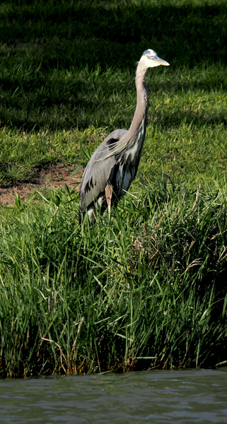Why did the great blue heron cross the pond? To show off those long legs and serve some serious wetland runway looks. Nature’s model never misses a pose!