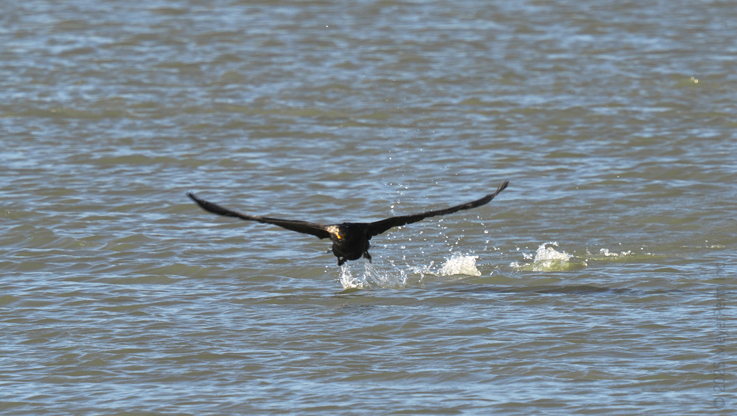 Ever seen a cormorant do a runway takeoff? When life gives you water, make a splash and soar anyway.