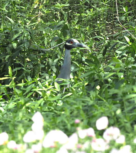 Blink and you’ll miss me! This Yellow-crowned Night Heron knows how to blend in and stand out—all in a day’s work for nature’s ultimate wallflower. Blink and you’ll miss me! This Yellow-crowned Night Heron knows how to blend in and stand out—all in a day’s work for nature’s ultimate wallflower.