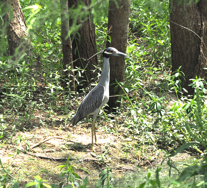 Stop scrolling—there’s a Yellow-crowned Night Heron serving major style in the shade. Nature’s best-dressed is always ready for the spotlight, even when on the hunt. Stop scrolling—there’s a Yellow-crowned Night Heron serving major style in the shade. Nature’s best-dressed is always ready for the spotlight, even when on the hunt.