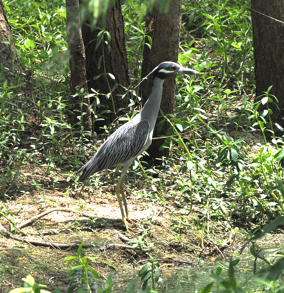 Ever seen a Yellow-crowned Night Heron model woodland chic like this? Fashion may fade, but those head plumes and stripes are forever. Ever seen a Yellow-crowned Night Heron model woodland chic like this? Fashion may fade, but those head plumes and stripes are forever.