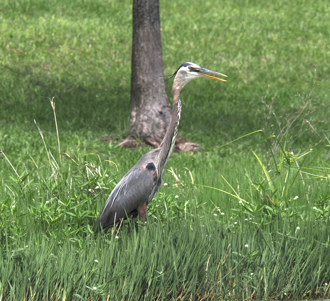 Ever wish you could stand tall and look this cool in the grass? The great blue heron is here to show you how to strike a pose and own your wild side. Ever wish you could stand tall and look this cool in the grass? The great blue heron is here to show you how to strike a pose and own your wild side.