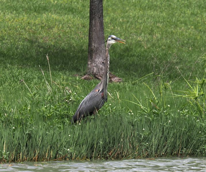 Talk about a killer view—this Great Blue Heron knows all the best spots to chill by the water. Nature’s VIP lounge, and it’s strictly for the birds. Talk about a killer view—this Great Blue Heron knows all the best spots to chill by the water. Nature’s VIP lounge, and it’s strictly for the birds.