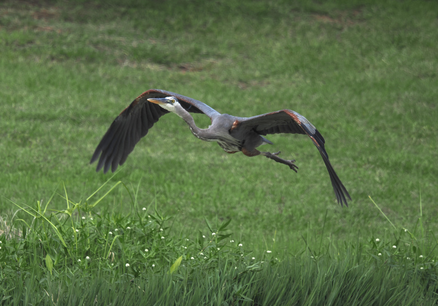 Ever seen a great blue heron crush its runway walk? When life gets wild, spread your wings and make your own stylish exit. Ever seen a great blue heron crush its runway walk? When life gets wild, spread your wings and make your own stylish exit.