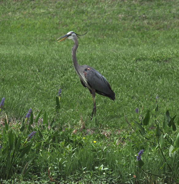 Spotted: the Great Blue Heron strutting through the grass like it owns the runway. Nature’s top model never skips leg day!