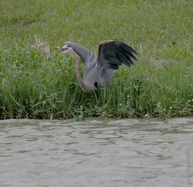 Wings up—mood set! This Great Blue Heron proves that the best fishing spots are reserved for those with a little extra flair. Wings up—mood set! This Great Blue Heron proves that the best fishing spots are reserved for those with a little extra flair.