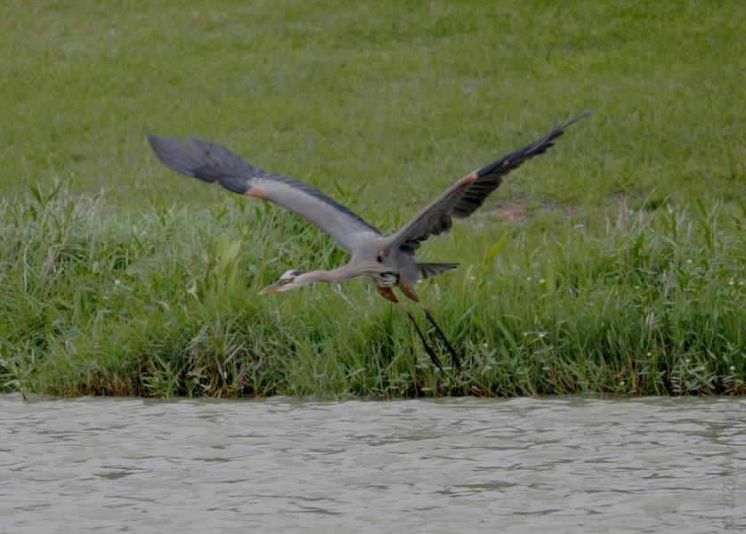 Blink and you’ll miss it—this great blue heron just turned takeoff into an art form. Who else is feeling inspired to spread their wings today? Blink and you’ll miss it—this great blue heron just turned takeoff into an art form. Who else is feeling inspired to spread their wings today?