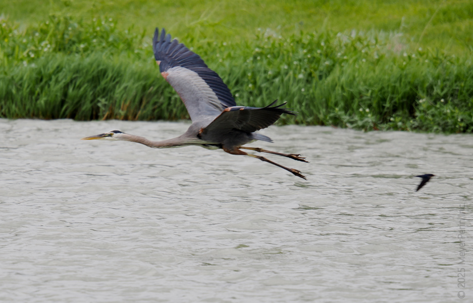 When the Great Blue Heron takes off, even the breeze holds its breath. Why walk when you can fly first class over the water’s edge? When the Great Blue Heron takes off, even the breeze holds its breath. Why walk when you can fly first class over the water’s edge?