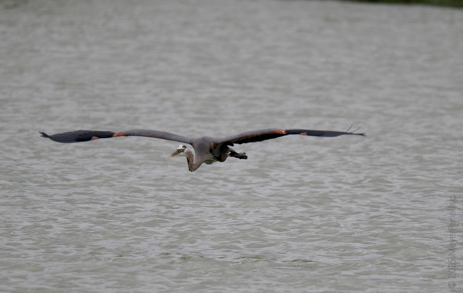 Catch me if you can! This Great Blue Heron isn’t just winging it—he’s gliding into Monday like a total pro. Catch me if you can! This Great Blue Heron isn’t just winging it—he’s gliding into Monday like a total pro.