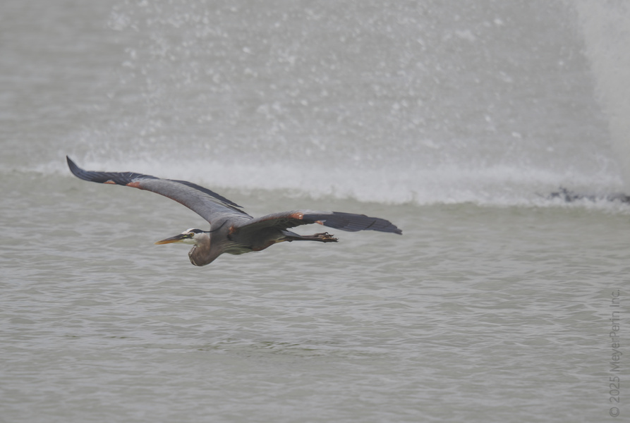 When you need to make a quick getaway, fly like a Great Blue Heron—smooth, silent, and always with style. Catch flights, not feelings. When you need to make a quick getaway, fly like a Great Blue Heron—smooth, silent, and always with style. Catch flights, not feelings.