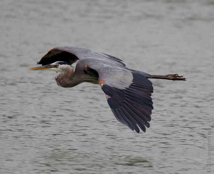 Blink and you’ll miss it—this Great Blue Heron is gliding smoother than your morning coffee! When elegance takes flight, nature always steals the runway. Blink and you’ll miss it—this Great Blue Heron is gliding smoother than your morning coffee! When elegance takes flight, nature always steals the runway.