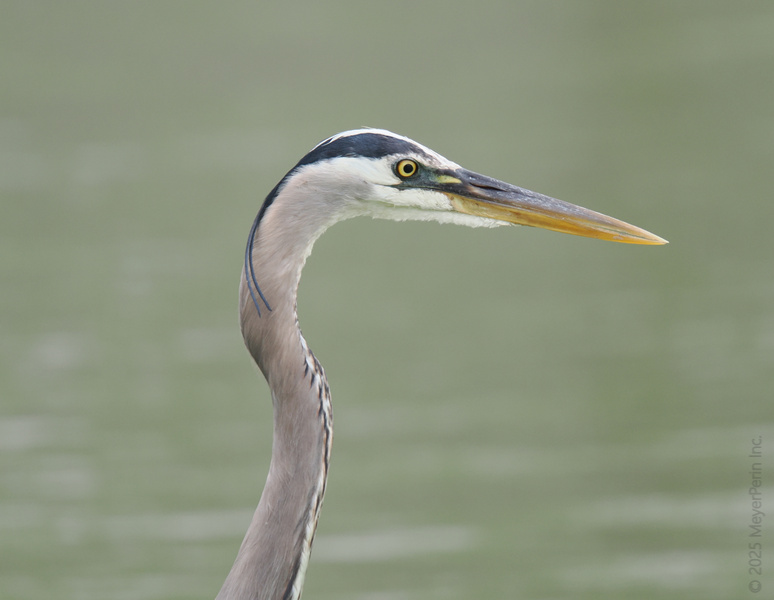 When your selfie game is as sharp as a Great Blue Heron's beak, you know it’s going to be a good day. Style tip: elegance is all in the neck! When your selfie game is as sharp as a Great Blue Heron's beak, you know it’s going to be a good day. Style tip: elegance is all in the neck!