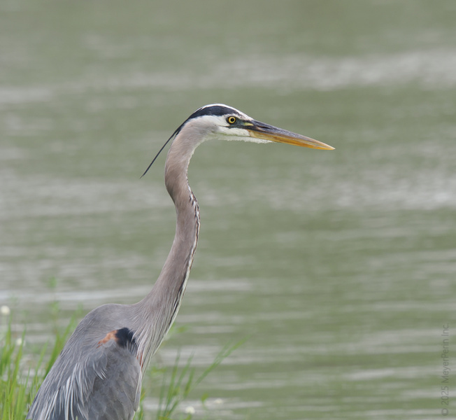 Ever wish you could nail that intense stare? Take notes from the Great Blue Heron—master of patience, poise, and striking a pose by the water. Ever wish you could nail that intense stare? Take notes from the Great Blue Heron—master of patience, poise, and striking a pose by the water.