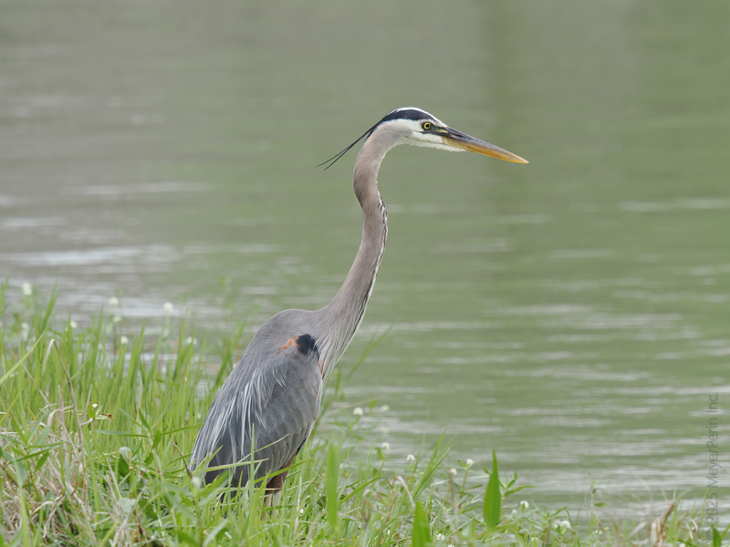 Ready for a crash course in patience? This Great Blue Heron just turned waiting by the water into an art form—catching dinner doesn’t get any cooler than this. Ready for a crash course in patience? This Great Blue Heron just turned waiting by the water into an art form—catching dinner doesn’t get any cooler than this.