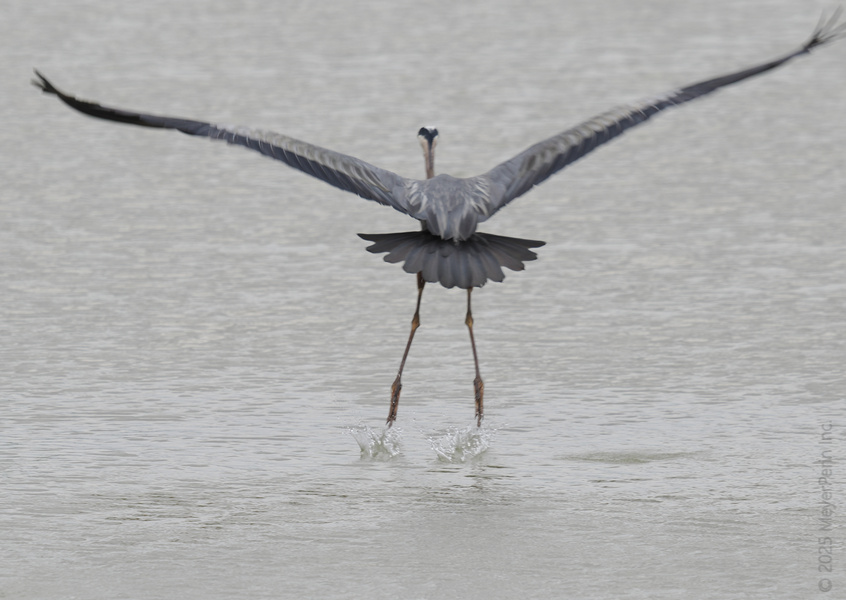 Ever feel like making a dramatic exit? Watch this Great Blue Heron show us how it’s done—wings wide, confidence high, and no looking back. Ever feel like making a dramatic exit? Watch this Great Blue Heron show us how it’s done—wings wide, confidence high, and no looking back.