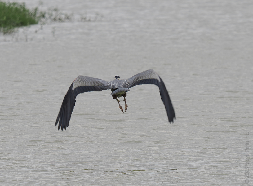 Caught in the act of making a smooth getaway, this Great Blue Heron is living proof that sometimes you just need to wing it and fly toward your next adventure. Caught in the act of making a smooth getaway, this Great Blue Heron is living proof that sometimes you just need to wing it and fly toward your next adventure.