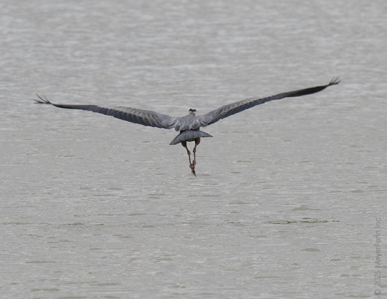 Wings out, worries out! This great blue heron knows sometimes you just need to spread your wings and glide into a new adventure. Wings out, worries out! This great blue heron knows sometimes you just need to spread your wings and glide into a new adventure.