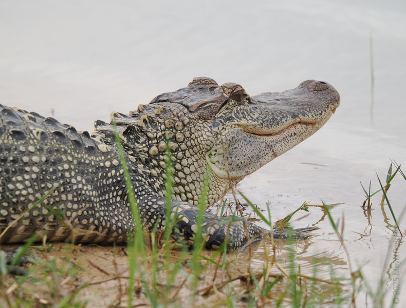 Feeling snappy? This alligator is chilling lakeside and reminding us all to keep our cool—confidence is always in season. Feeling snappy? This alligator is chilling lakeside and reminding us all to keep our cool—confidence is always in season.