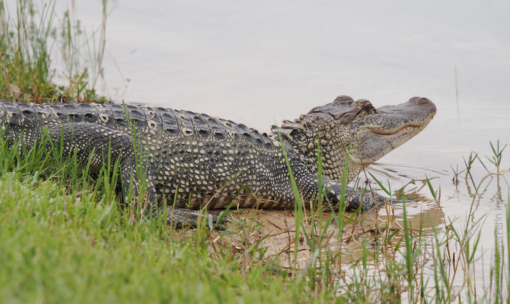 Ever seen an alligator smile for the camera? This guy knows life’s better when you soak up the sun and take it slow. Ever seen an alligator smile for the camera? This guy knows life’s better when you soak up the sun and take it slow.