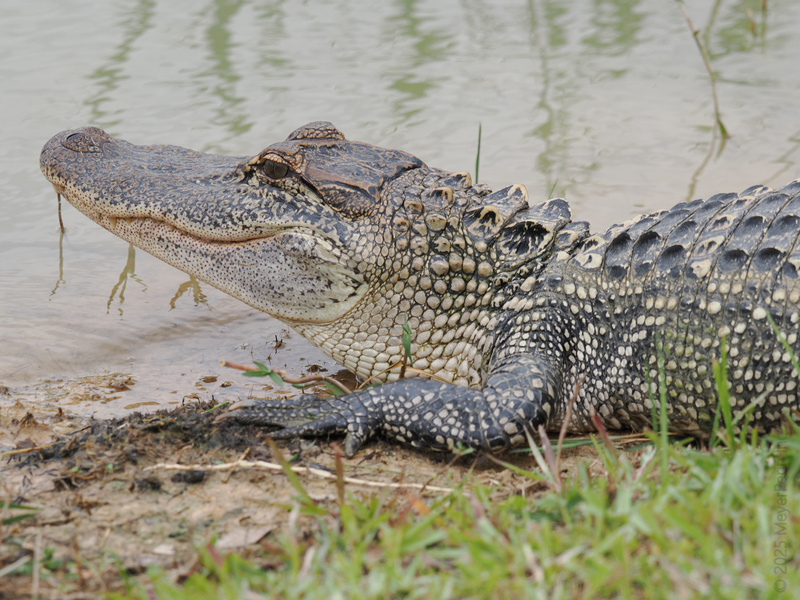 Smile like you mean it—this alligator knows that chilling by the water is the key to a snappy afternoon. Smile like you mean it—this alligator knows that chilling by the water is the key to a snappy afternoon.