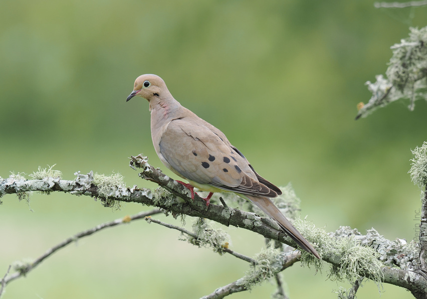 Heard it through the grapevine—this Mourning Dove is serving serious woodland runway vibes. Nature’s softest coo and best dressed, all in one. Heard it through the grapevine—this Mourning Dove is serving serious woodland runway vibes. Nature’s softest coo and best dressed, all in one.