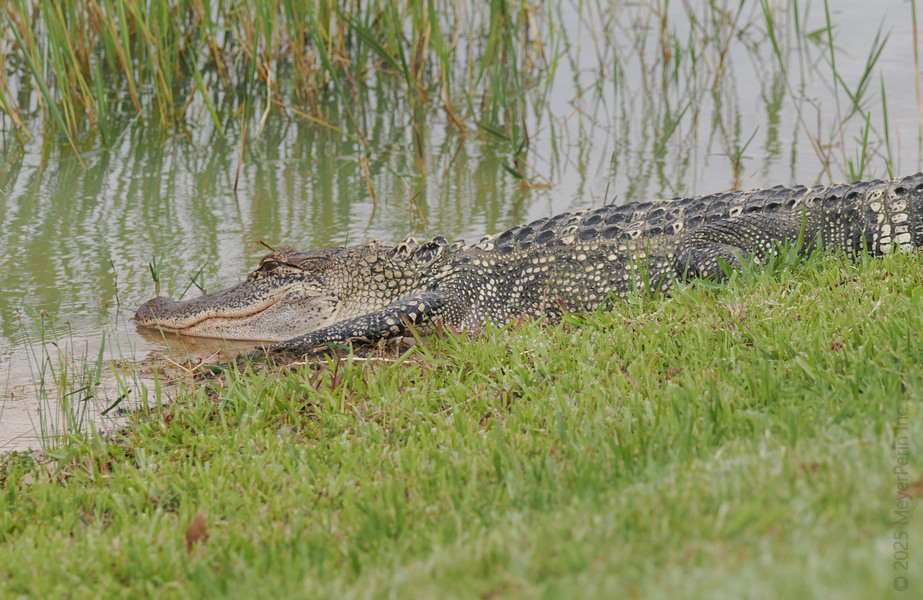 Feeling swampy? This alligator knows how to lounge like a pro—sometimes chilling by the water is the ultimate power move. Feeling swampy? This alligator knows how to lounge like a pro—sometimes chilling by the water is the ultimate power move.