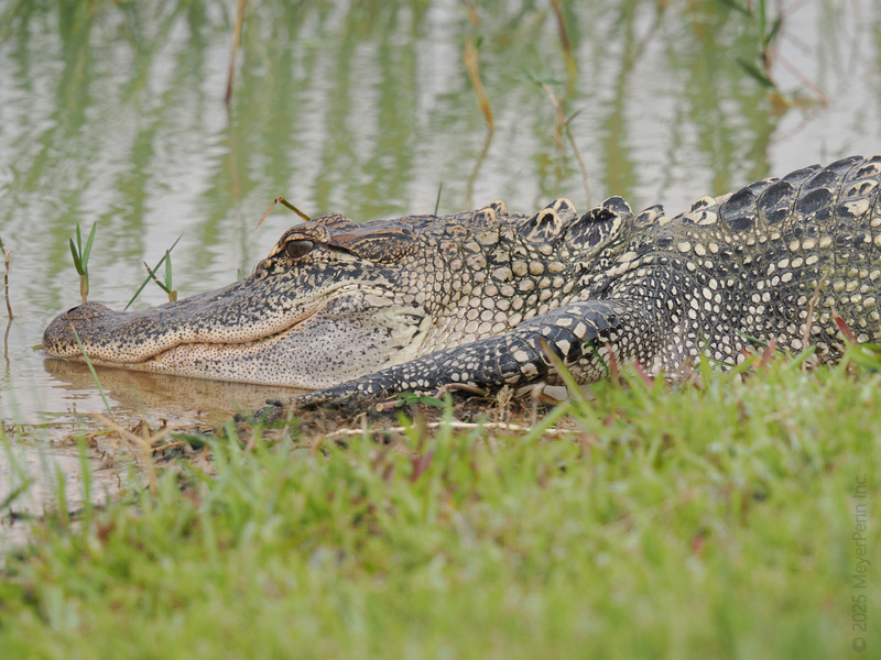 Ever seen an alligator master the art of chilling? This is what peak relaxation looks like—no worries, just living your best swamp life. Ever seen an alligator master the art of chilling? This is what peak relaxation looks like—no worries, just living your best swamp life.