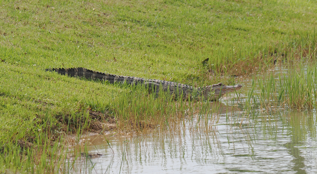 When you need to make a splashy entrance, channel the alligator—cool, collected, and always ready to dive into the next adventure. When you need to make a splashy entrance, channel the alligator—cool, collected, and always ready to dive into the next adventure.