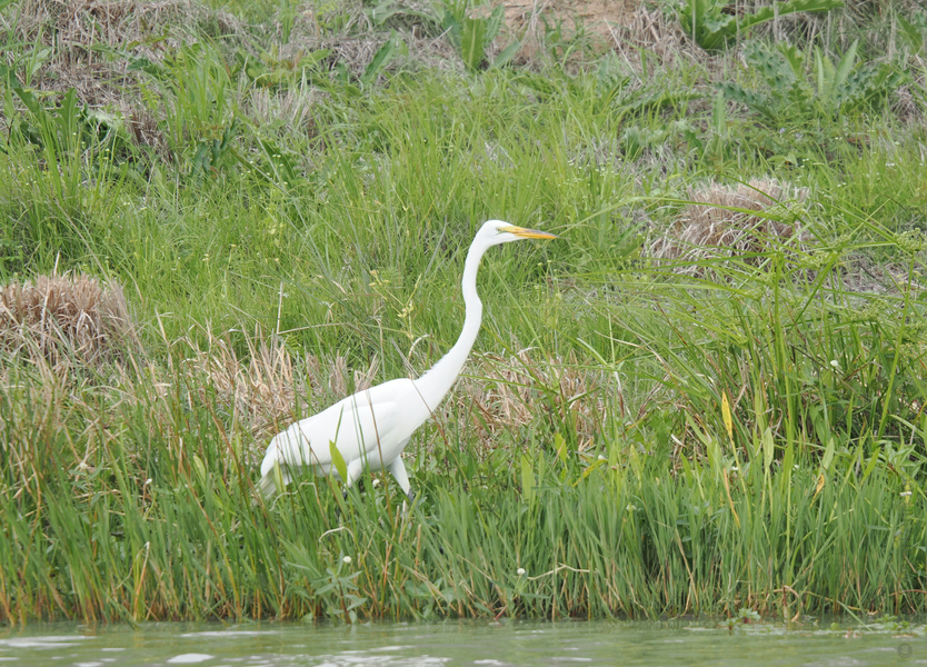 When in doubt, strut it out—just ask this Great Egret! Proof that elegance can be found wherever you’re willing to wade in and take a closer look. When in doubt, strut it out—just ask this Great Egret! Proof that elegance can be found wherever you’re willing to wade in and take a closer look.