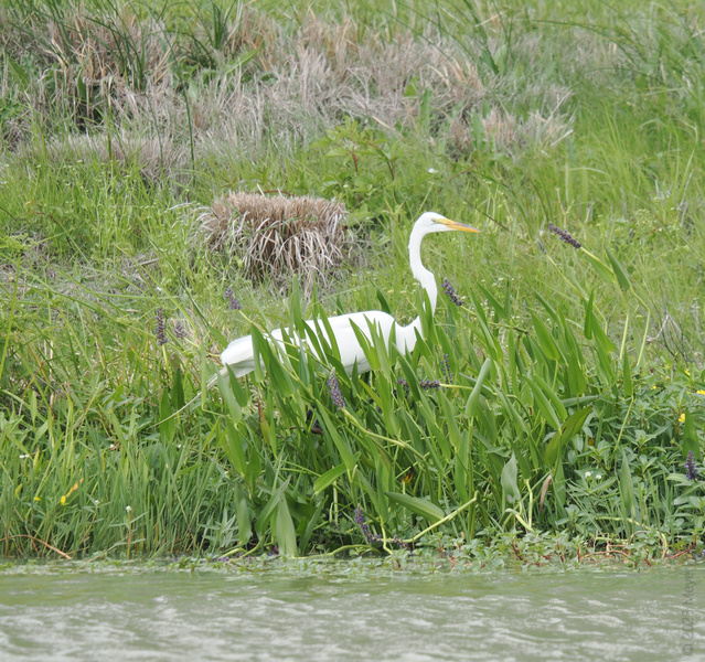 Stop your scroll — can you spot the Great Egret out-styling every runway model in this marsh? Nature always knows how to work a crowd (and some tall grass). Stop your scroll — can you spot the Great Egret out-styling every runway model in this marsh? Nature always knows how to work a crowd (and some tall grass).