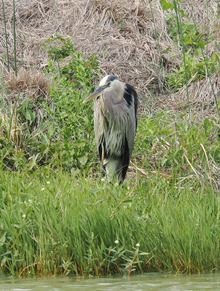 Spotted: a Great Blue Heron striking a pose and redefining ‘natural beauty.’ Who needs a runway when you’ve got riverbank chic? Spotted: a Great Blue Heron striking a pose and redefining ‘natural beauty.’ Who needs a runway when you’ve got riverbank chic?