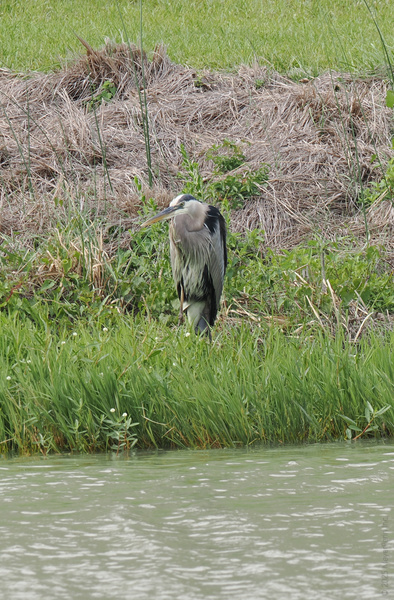 Did someone order a fresh dose of zen? This Great Blue Heron is here to remind you: patience by the water always pays off. Did someone order a fresh dose of zen? This Great Blue Heron is here to remind you: patience by the water always pays off.