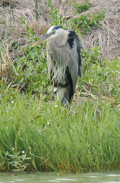 Ever seen a great blue heron working the runway? Nature’s top model is serving looks and patience, waiting for the perfect catch. Ever seen a great blue heron working the runway? Nature’s top model is serving looks and patience, waiting for the perfect catch.
