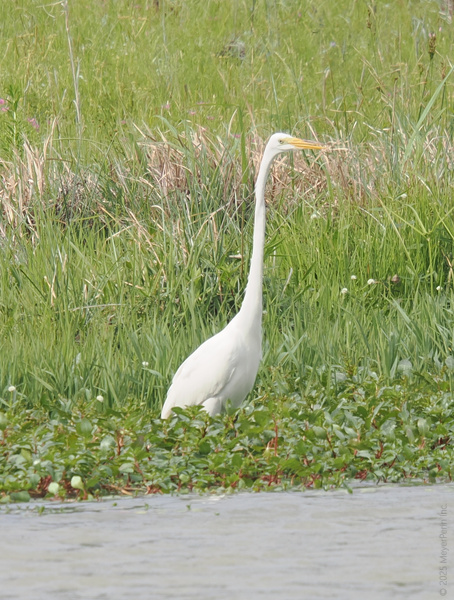 Who needs a runway when you’ve got legs like the great egret? Strutting through the wetlands, serving elegance and catching lunch—all in a day’s work. Who needs a runway when you’ve got legs like the great egret? Strutting through the wetlands, serving elegance and catching lunch—all in a day’s work.