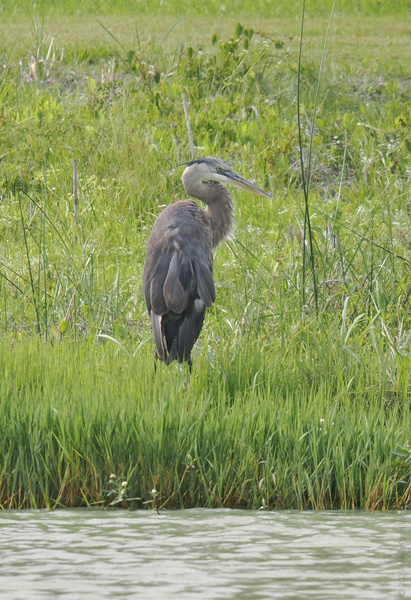 Caught mid-thought or plotting the next fish? This Great Blue Heron proves that lakeside style is all about patience and impeccable poise. Caught mid-thought or plotting the next fish? This Great Blue Heron proves that lakeside style is all about patience and impeccable poise.