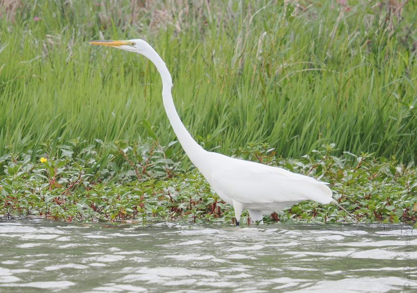 When your neck game is strong and your fishing game is even stronger—meet the great egret, the ultimate pose pro of the wetlands. When your neck game is strong and your fishing game is even stronger—meet the great egret, the ultimate pose pro of the wetlands.
