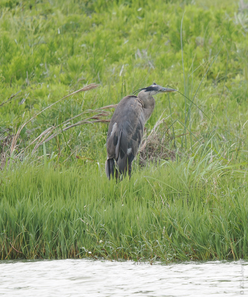 Feeling blue? This great blue heron says it’s the perfect day for standing tall and owning your unique style—awkward angles included. Nature’s got confidence nailed.
