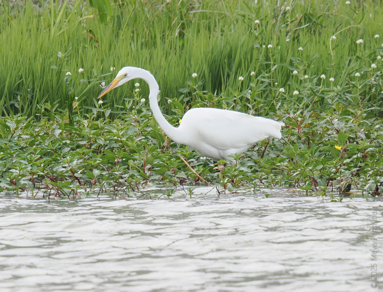 Ready, set, stalk—this great egret takes “working lunch” to new heights. When you look this sleek, even fishing turns into a runway moment.