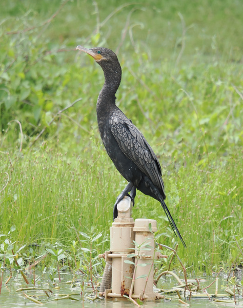 Not your average perch—this cormorant clearly believes in prime waterfront real estate. When you want the best views, you’ve got to stand out!