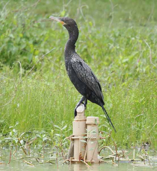 Who needs a reserved seat when you’re a cormorant? Elevate your day, strike a pose, and remember: style is just a perch away.