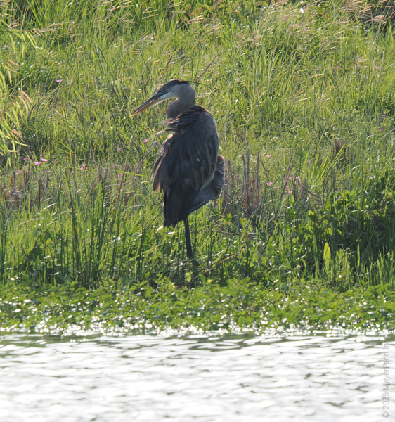 Guess who’s the king of chill? This great blue heron is mastering the one-legged pose and soaking up the riverside vibes like a pro. Guess who’s the king of chill? This great blue heron is mastering the one-legged pose and soaking up the riverside vibes like a pro.